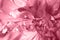 Gentle peony petals with water drops close up trendy toned in color 2023 Viva Magenta