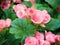 Gentle pink Begonia, double layers petals with green leaves in garden.