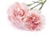 Gentle pink carnation flower