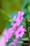 Gentle pink flower with dew drops green background