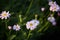 Gentle pink flowers in the summer evening garden. garden flowers surrounded by emerald greenery, selective focus