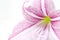 Gentle pink lily flower closeup photo. Floral feminine banner template.