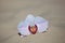 Gentle pink orchid flower lies on the sand