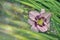 Gentle pink with purple daylily flower with leaves close up at sunlight