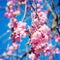 Gentle, pink sakura flower blooms in springtime. against a blue sky.