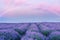 A gentle pink sunset in a lavender field and a fairy rainbow. Fantasy. Flowering of lavender.