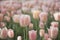 Gentle pink tulips