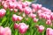 Gentle pink tulips on a flower field,