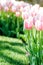 Gentle pink tulips on green background. Gorgeous tulip field