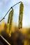 Gentle and pleasant spring blooms of hazel hazel