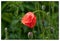 Gentle poppy in the morning dew drops. Beautiful floral landscape