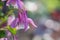 Gentle purple aquilegia in raindrops. Close-up.