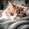 Gentle Ragamuffin Cat on Cozy Blanket