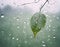 Gentle Rainfall: Nature\\\'s Tears