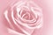 Gentle rose background