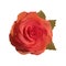 Gentle rose. Vector illustration