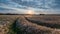 The gentle rustle of crops swaying in the warm breeze. Road path in cereal field.