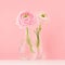 Gentle shine bouquet of ranunculus in exquisite glass vase on white wood table and pastel pink color background, closeup, square.