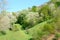 Gentle slope lined with fresh green fronds