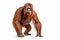 Gentle Soul: Serene Orangutan Against a White Background