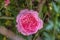 Gentle Splendor: A Close-Up of a Pink Rose (Rosa)