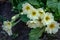 Gentle spring white Common Primrose Primula acaulis or primula vulgaris against background of green foliage and earth
