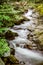 Gentle stream cascades through forest