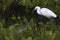 Gentle sunlight on Snowy Egret feeding in leafy foliage