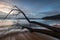 Gentle tides washing over a fallen tree washed ashore at the Patonga Beach in Australia