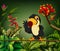 The gentle toucan perch on the stalk with the happy face
