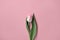 Gentle tulip flower on neutral pink background, aesthetic minimalist spring card template