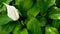 Gentle white calla lilly flower looks out from green fresh leaves in background