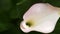 Gentle white calla lily flower looks out from green fresh leaves in background. 4k, slow motion. close-up