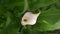 Gentle white calla lily flower looks out from green fresh leaves in background. 4k, slow motion. close-up