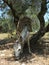 Gentle white Donkey eating grass under tree on Greek island Skopelos