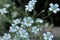 Gentle white flowers of the mouse-ear chickweed Cerastium