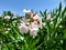 Gentle white oleander flowers