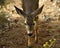 Gentle White Tailed Deer Carefully Selecting Her Steps on a Path