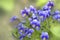 Gentle wildflowers violets close up - blurred artistic spring background