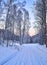 Gentle winter pink morning on a forest road - winter landscape