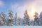 Gentle Winter Sundown - northern snowy forest landscape