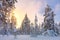 Gentle Winter Sundown - snowy forest landscape with big pine trees