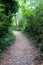 A Gentle Woodland Walk in the Countryside Path