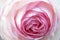 Gentlebeautiful  light rose patels