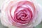 Gentlebeautiful  light rose patels macro