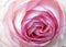 Gentlebeautiful  light rose patels macro