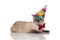 Gentleman burmese cat lying and wearing a birthday hat