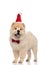 Gentleman chow chow dressed as santa claus standing and panting