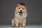 Gentleman chow chow wearing black hat panting and sitting