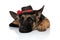 Gentleman german shepard wearing black hat resting